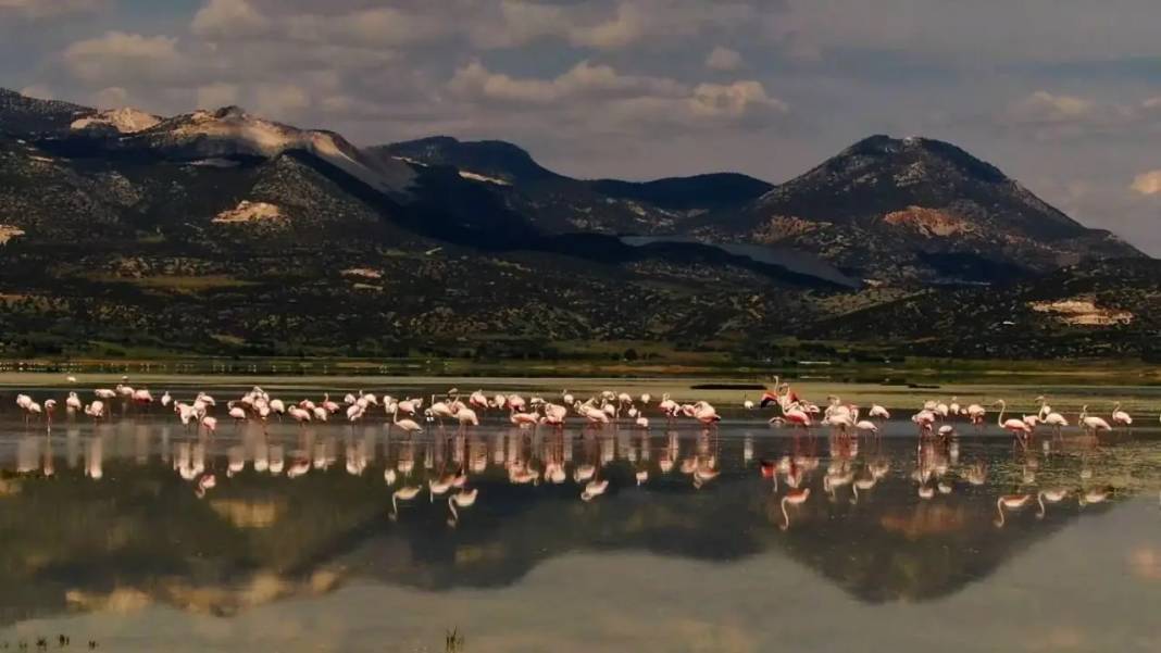 Burdur’da Flamingo Diyarı Yarışlı Gölü Artık Yok! 3